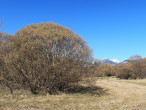 vŕba purpurová (Salix purpurea) - ♂