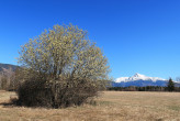 vŕba rakytová (Salix caprea) - ♂