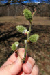 vŕba rakytová (Salix caprea) - samičie (♀) jahňady