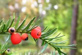tis obyčajný (Taxus baccata) - plody