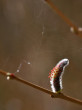 vŕba purpurová (Salix purpurea)