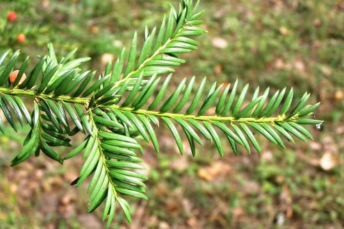 tis obyčajný (Taxus baccata) - vrchná strana