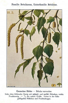 breza previsnutá (Betula pendula) - Unsere Waldbäume, Sträucher und Zwergholzgewächse. Heidelberg, Carl Winter`s Universitätsbuchhandlung