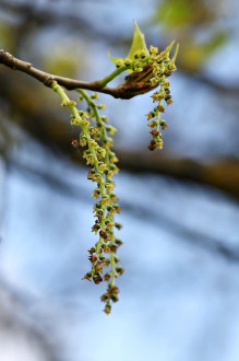 topoľ čierny (Populus nigra) - samičie (♀) jahňady