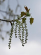topoľ čierny (Populus nigra) - samičie (♀) jahňady