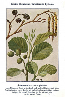 jelša lepkavá (Alnus glutinosa) - Unsere Waldbäume, Sträucher und Zwergholzgewächse. Heidelberg, Carl Winter`s Universitätsbuchhandlung