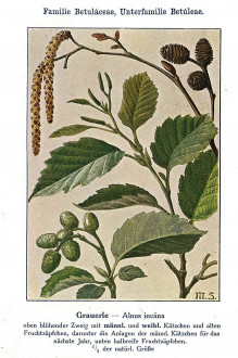 jelša sivá (Alnus incana) - Unsere Waldbäume, Sträucher und Zwergholzgewächse. Heidelberg, Carl Winter`s Universitätsbuchhandlung