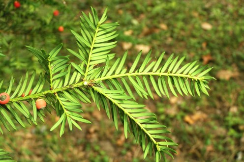 tis obyčajný (Taxus baccata) - spodná strana