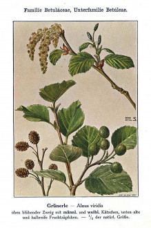 jelša zelená (Alnus alnobetula) - Unsere Waldbäume, Sträucher und Zwergholzgewächse. Heidelberg, Carl Winter`s Universitätsbuchhandlung