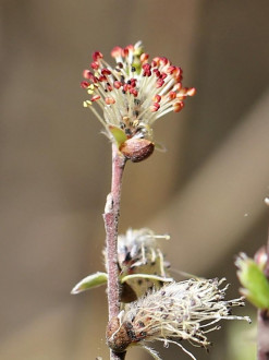 vŕba rozmarínolistá (Salix rosmarinifolia) - samčie (♂) jahňady