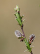vŕba rozmarínolistá (Salix rosmarinifolia) - samičie (♀) jahňady