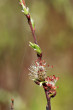 vŕba rozmarínolistá (Salix rosmarinifolia) - samčie (♂) jahňady