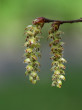 hrab obyčajný (Carpinus betulus) - samčie (♂) jahňady