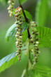 hrab obyčajný (Carpinus betulus) - samčie (♂) jahňady