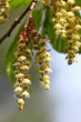 hrab obyčajný (Carpinus betulus) - samčie (♂) jahňady