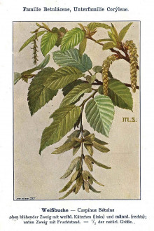hrab obyčajný (Carpinus betulus) - Unsere Waldbäume, Sträucher und Zwergholzgewächse. Heidelberg, Carl Winter`s Universitätsbuchhandlung