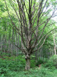 hrab obyčajný (Carpinus betulus)