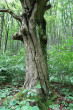 hrab obyčajný (Carpinus betulus) - borka (spodná časť kmeňa)