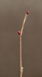 lieska obyčajná (Corylus avellana)