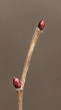 lieska obyčajná (Corylus avellana)