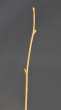 lieska obyčajná (Corylus avellana)