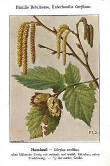lieska obyčajná (Corylus avellana) - Unsere Waldbäume, Sträucher und Zwergholzgewächse. Heidelberg, Carl Winter`s Universitätsbuchhandlung