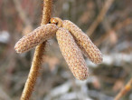 lieska obyčajná (Corylus avellana) - samčie (♂) jahňady na jeseň