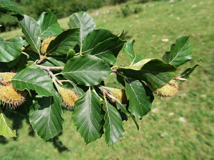 buk lesný (Fagus sylvatica)