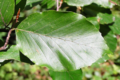buk lesný (Fagus sylvatica) - vrchná strana