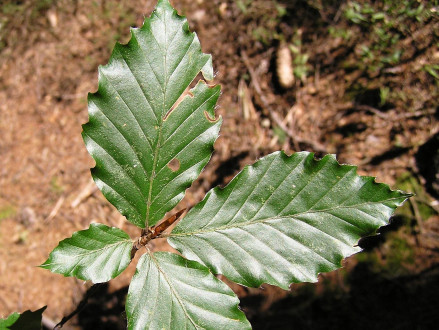 buk lesný (Fagus sylvatica) - po okraji zvlnené až zubaté