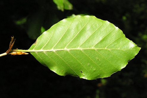 buk lesný (Fagus sylvatica) - spodná strana, mladý list