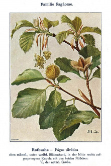 buk lesný (Fagus sylvatica) - Unsere Waldbäume, Sträucher und Zwergholzgewächse. Heidelberg, Carl Winter`s Universitätsbuchhandlung