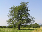 brest väzový (Ulmu laevis)