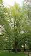 brest hrabolistý (Ulmus minor)