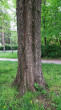 brest hrabolistý (Ulmus minor) - borka