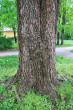 brest hrabolistý (Ulmus minor) - borka