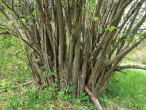 lieska obyčajná (Corylus avellana)