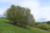 lieska obyčajná (Corylus avellana)