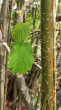 lieska obyčajná (Corylus avellana) - kôra