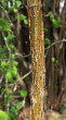 lieska obyčajná (Corylus avellana) - kôra