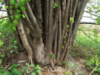 lieska obyčajná (Corylus avellana)
