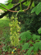 javor horský (Acer pseudoplatanus)