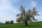 jabloň planá (Malus sylvestris) - (5/2025)