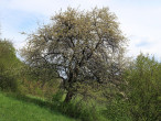 jabloň planá (Malus sylvestris) - (5/2025)