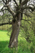 jabloň planá (Malus sylvestris) - borka