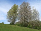 topoľ osikový (Populus tremula) - ♀