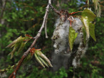topoľ osikový (Populus tremula) - páperisté nažky