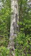 topoľ osikový (Populus tremula) - borka