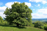 hrab obyčajný (Carpinus betulus)