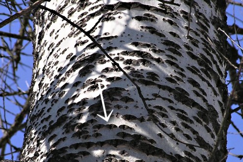 topoľ biely (Populus alba) - kosoštvorcovité lenticely v strednej časti kmeňa
